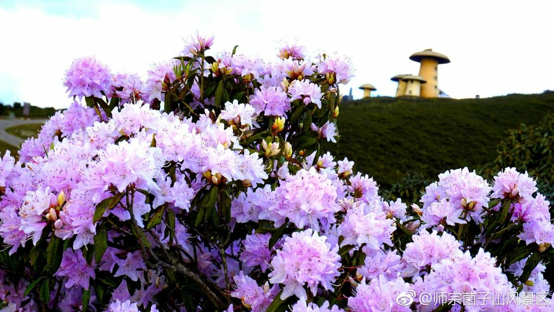 抖音赞在线自助下单免费：自媒体营销推广技巧与策略分享_KS业务下单平台