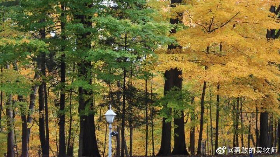 迅猛龙考上复旦了